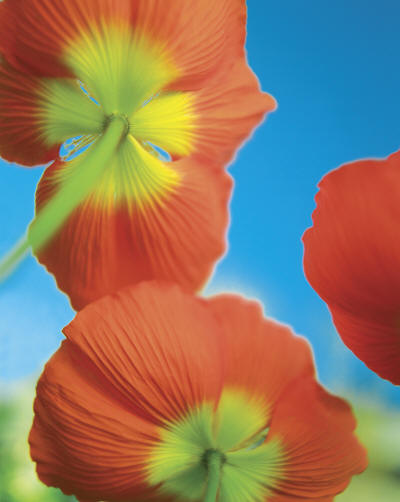 Red and yellow flowers